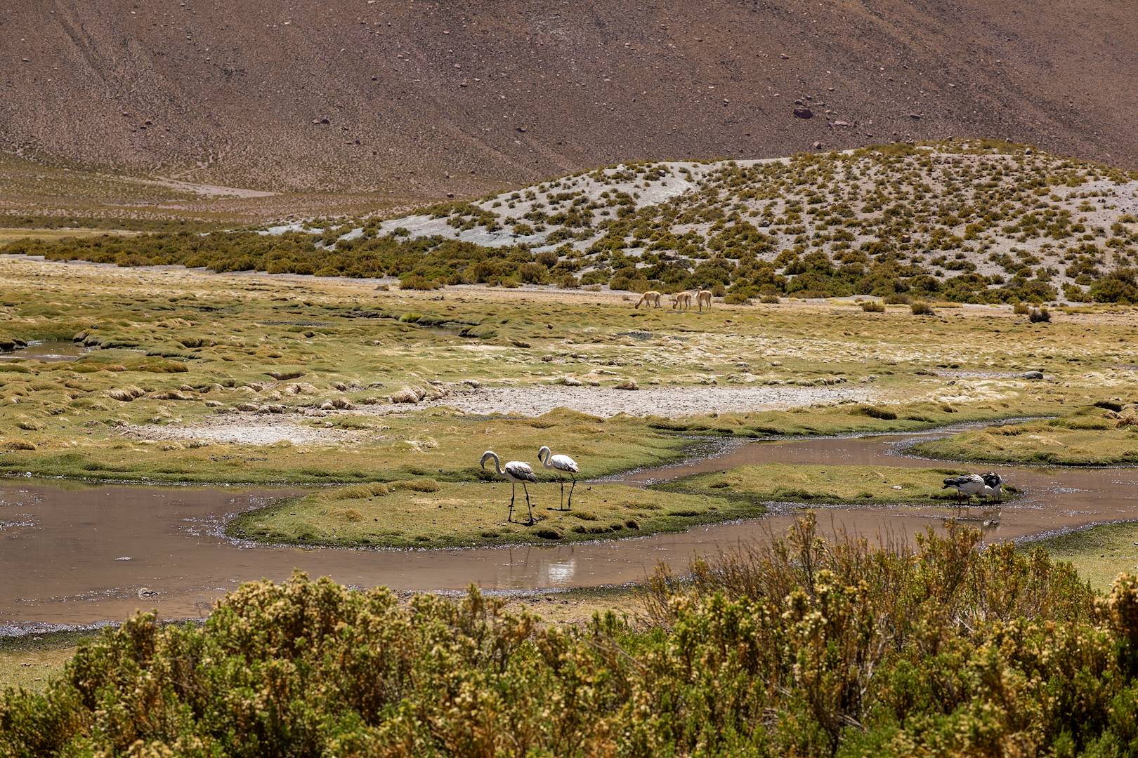 Flamants roses dans le parc national Lauca - Parinacota -Chili