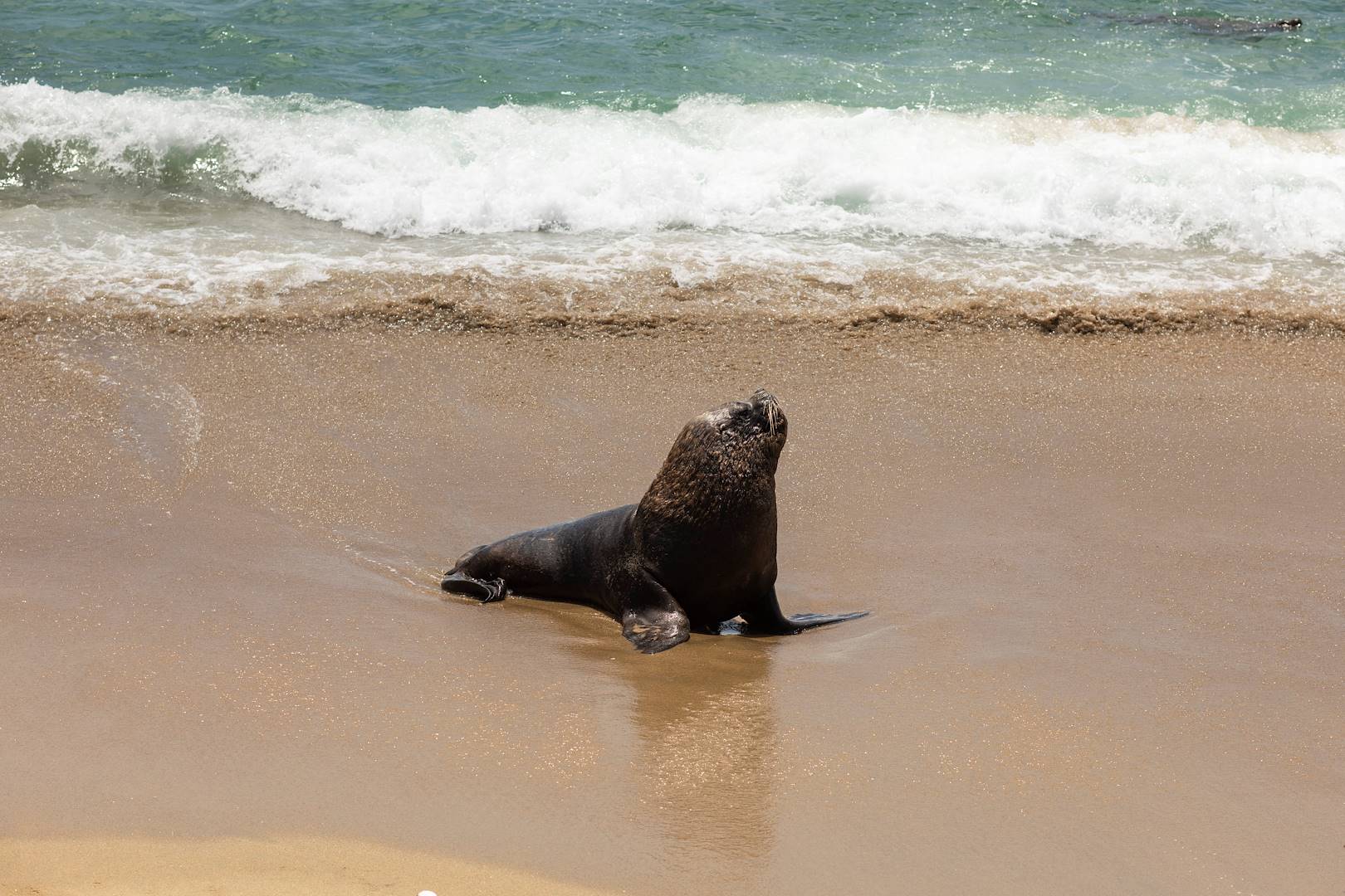 Lions de mer à Iquique - Chili