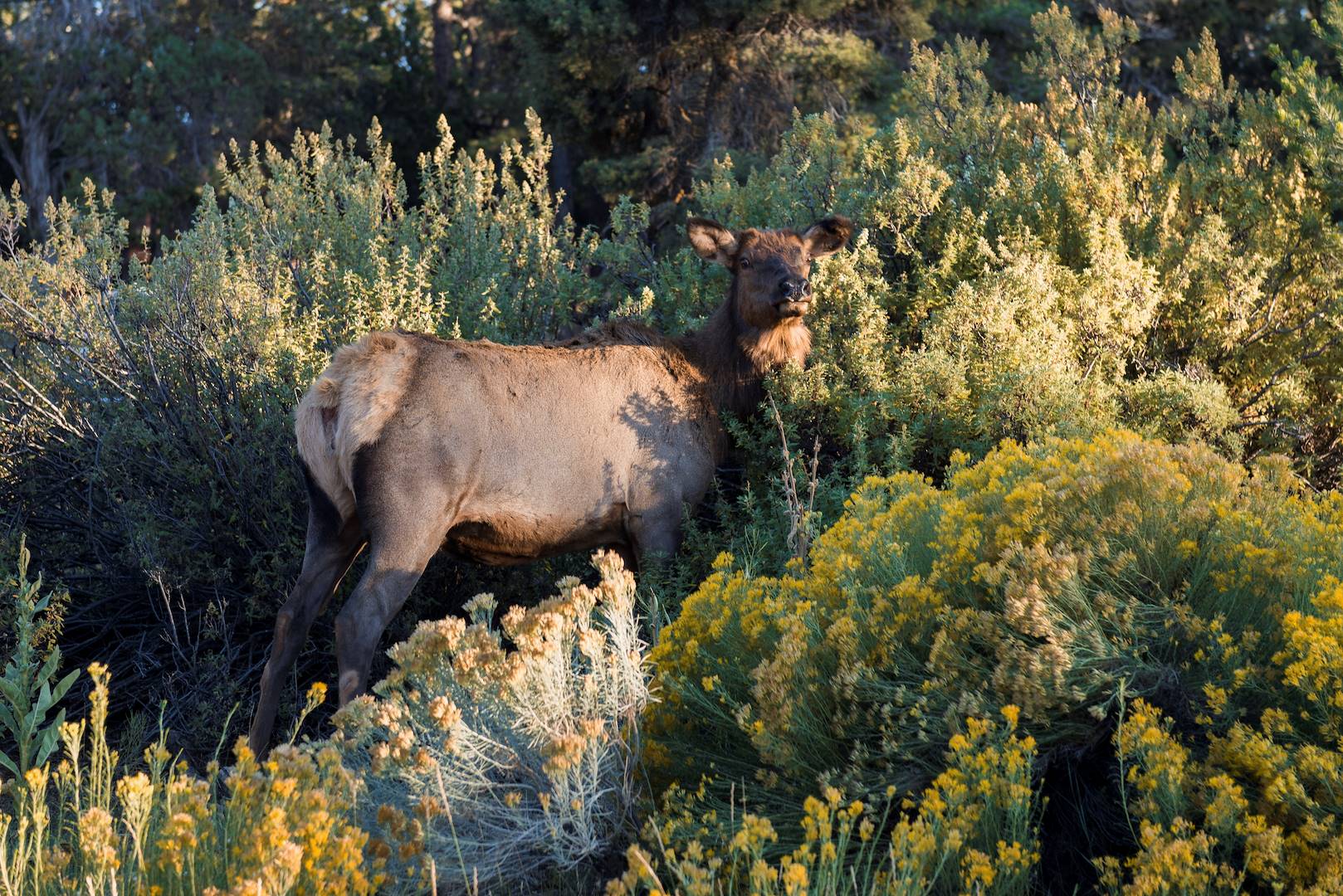 Faune du South Rim du Grand Canyon - Arizona - Etats-Unis