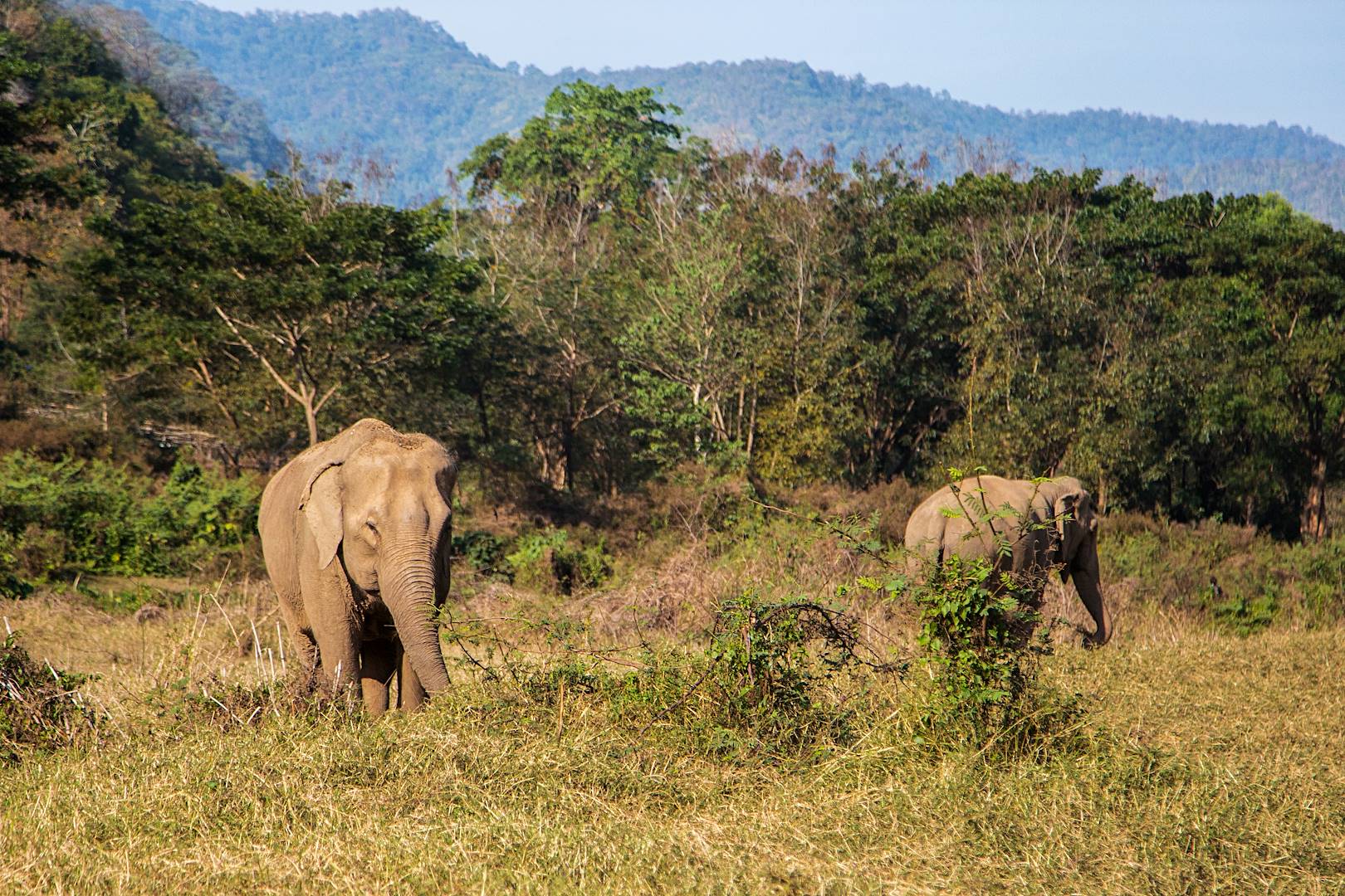 Eléphants dans le parc national de Kui Buri - Prachuap Khiri Khan - Thaïlande 