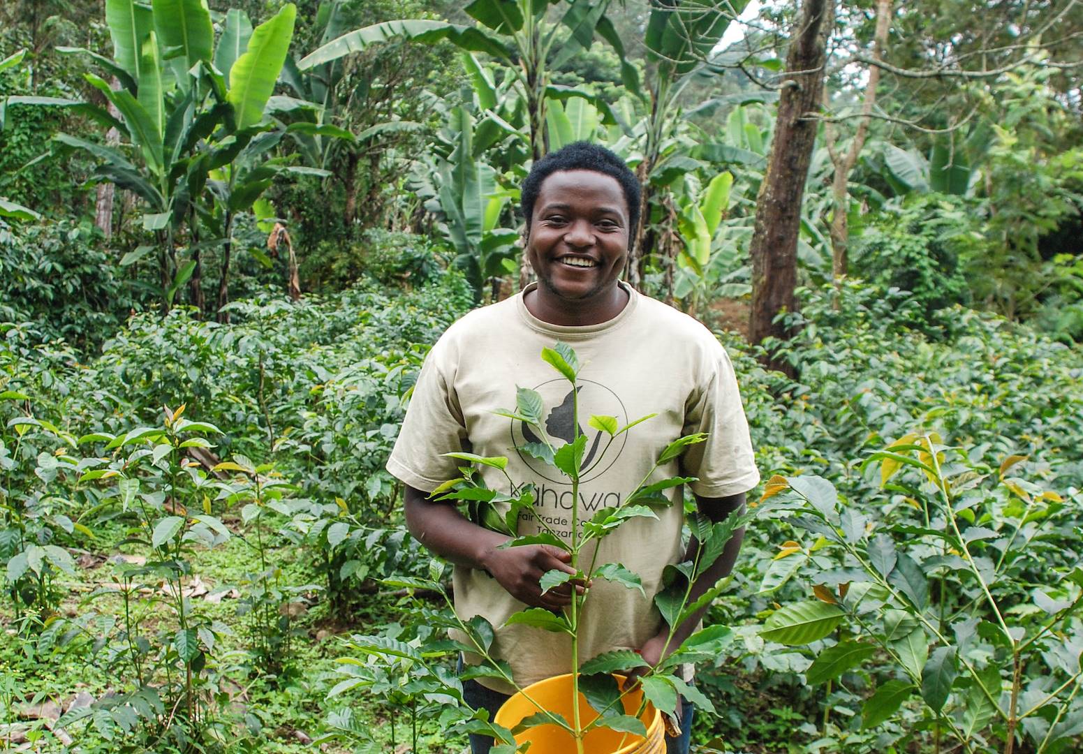Découverte des plantations de café à Arusha - Région d'Arusha - Tanzanie
