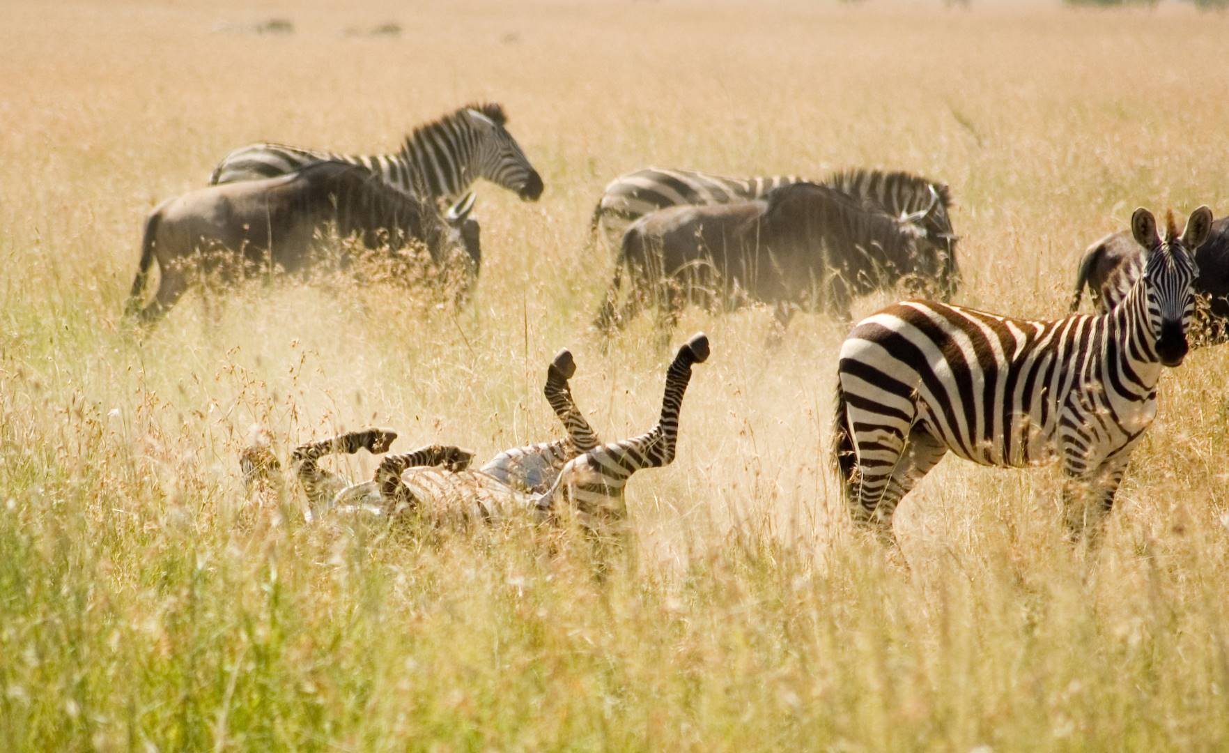 Zèbres en Tanzanie