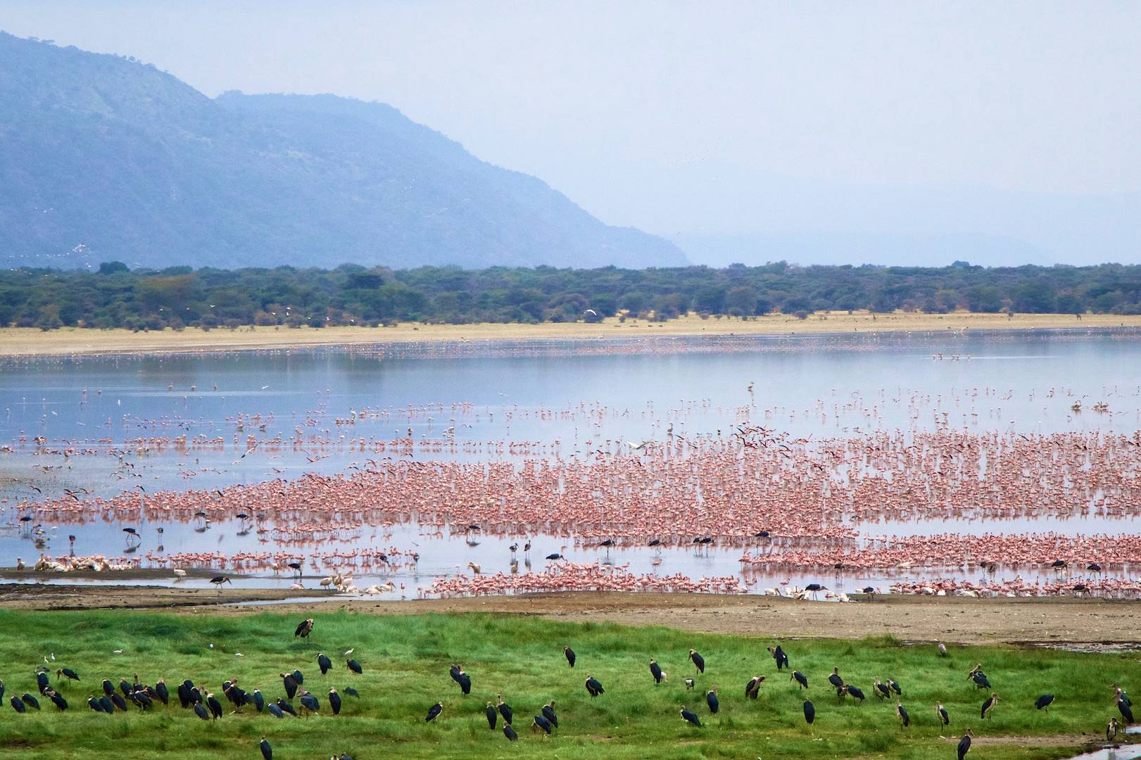 Faune sur le lac Manyara - Tanzanie