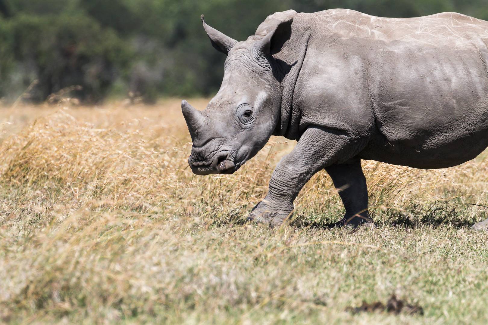 Rhinocéros