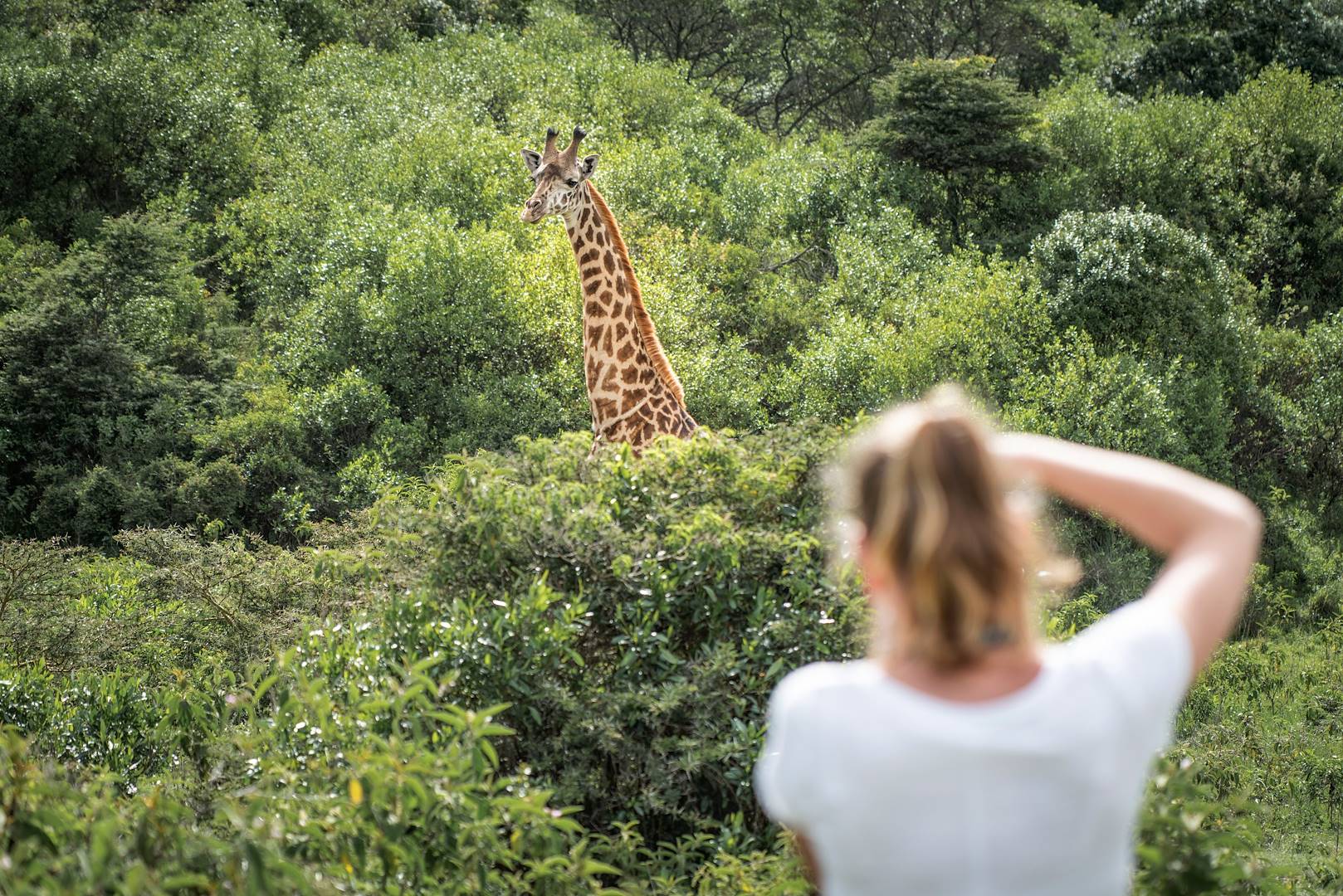 Rencontre avec les girafes dans le parc d'Arusha - Tanzanie
