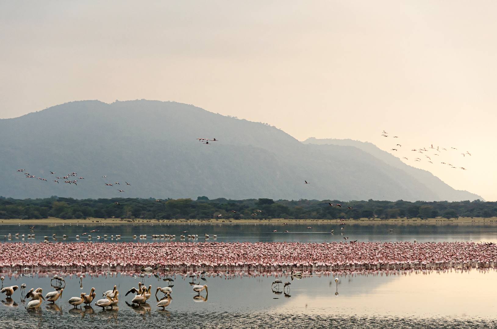 Colonie de flamants de roses dans le lac Manyara - Tanzanie