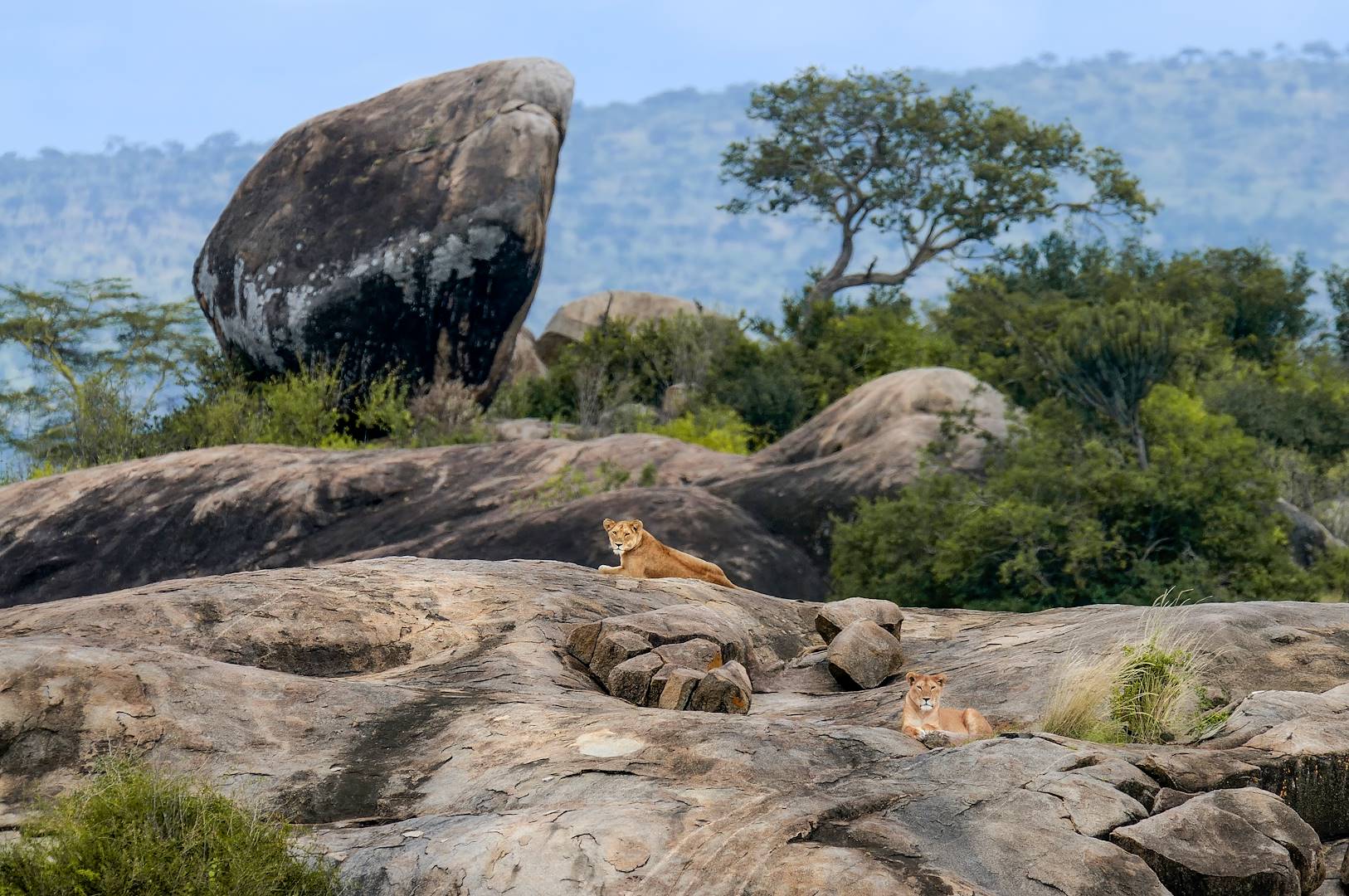 Lionnes dans le parc national Serengeti - Tanzanie