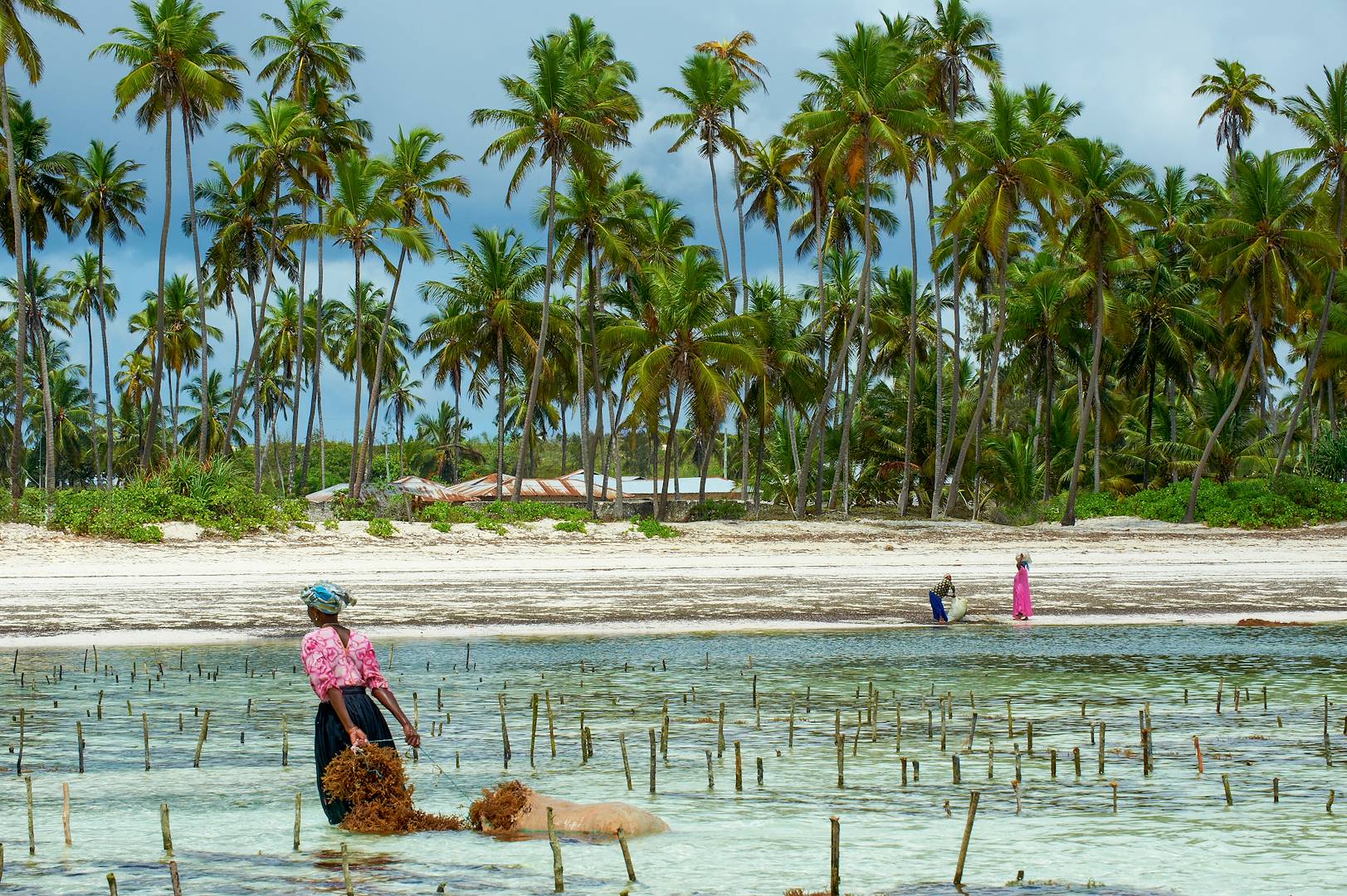 Collecte des algues sur la plage de Jambiani - Unguja - Zanzibar - Tanzanie