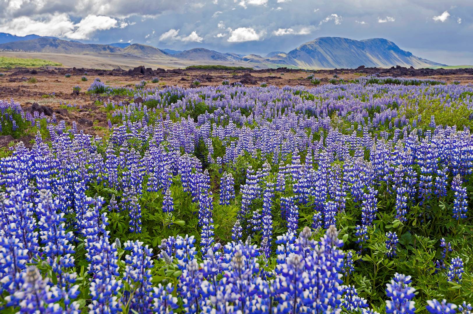 Champs de lupins aux environs du volcan Hekla - Islande