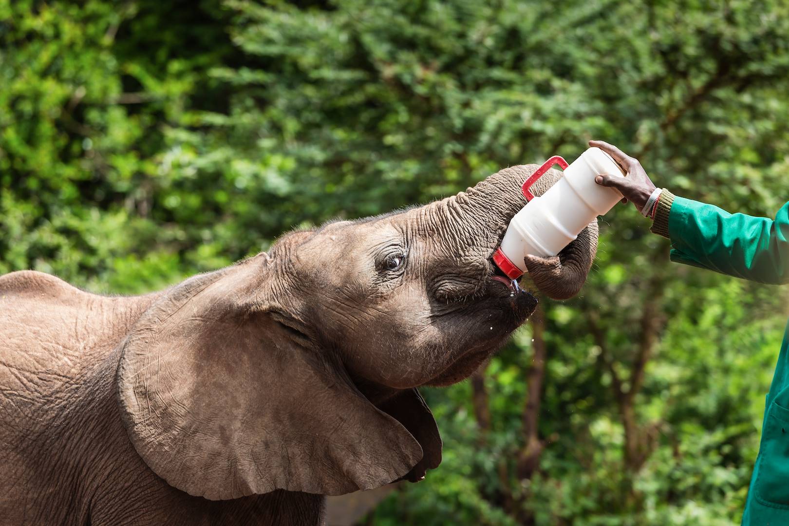 Orphelinat d'éléphants de David Sheldrick - Nairobi - Kenya