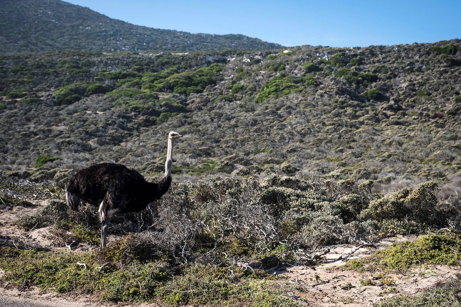 Autruche dans le parc national de la Côte Ouest - Langebaan - Afrique du Sud