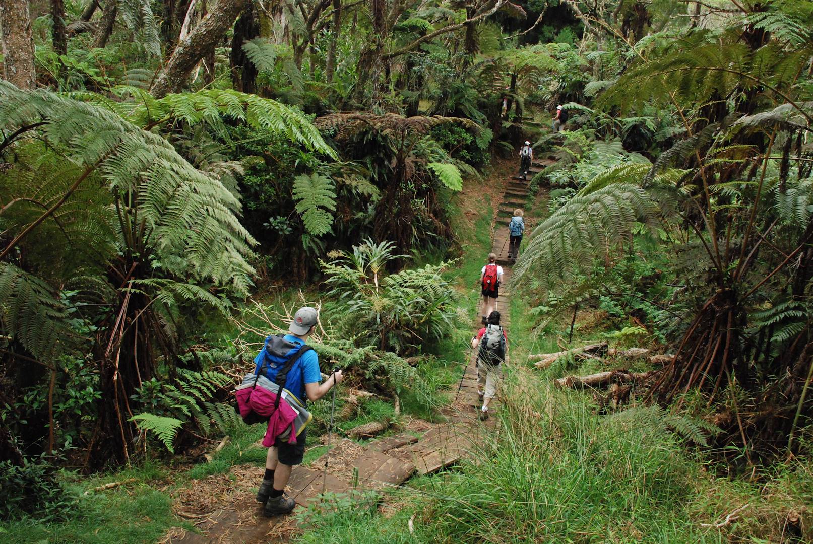 La forêt de Bélouve – île de la Réunion
