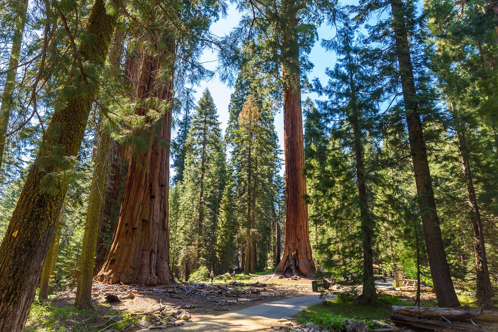 Big Trees Trail - Sequoia National Park - Etats-Unis