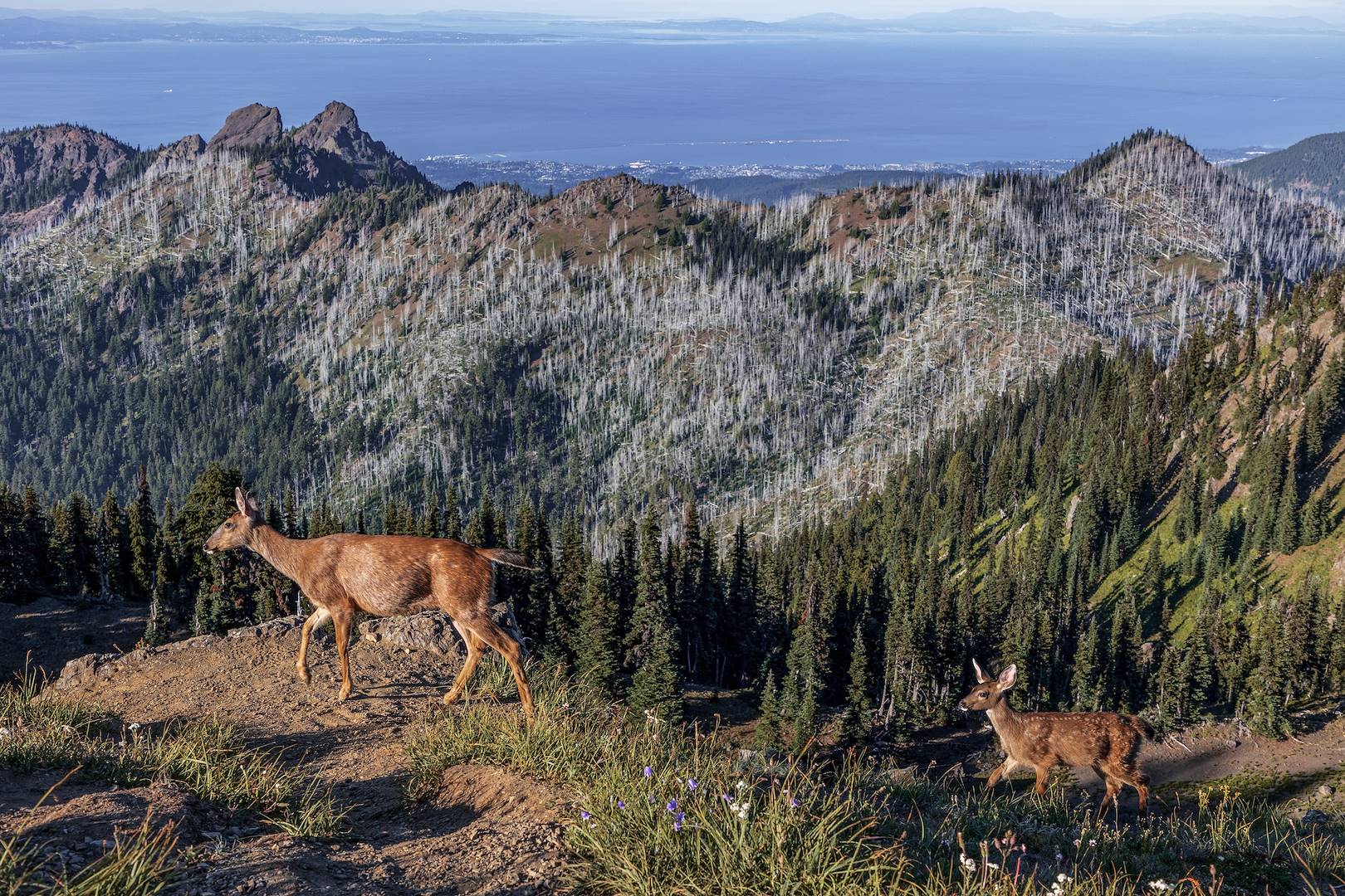 Parc national Olympique - Washington - Etats-Unis