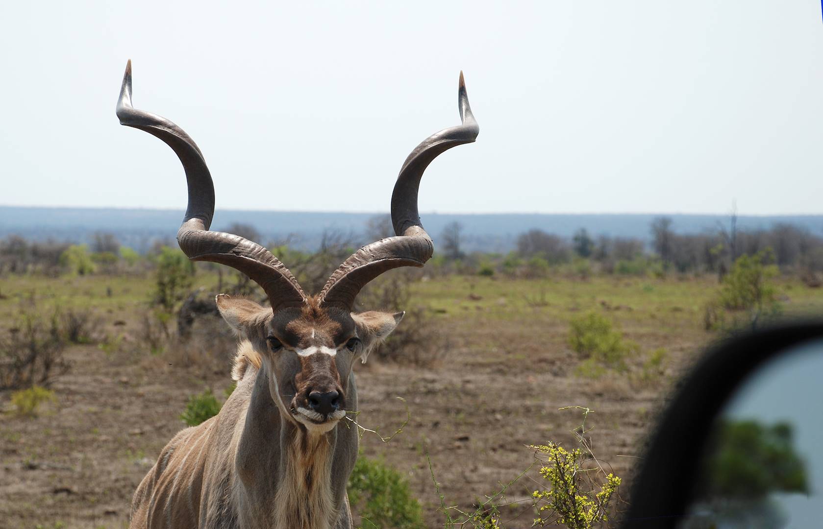 Parc national Kruger - Mpumalanga - Afrique du Sud