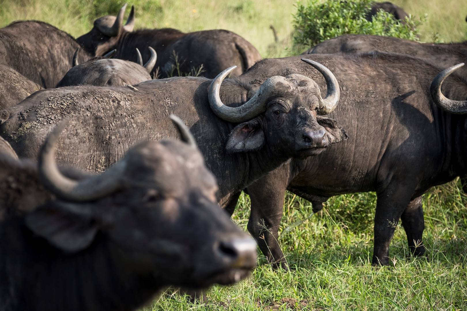 Troupeau de buffles dans le parc national Kruger - Afrique du Sud