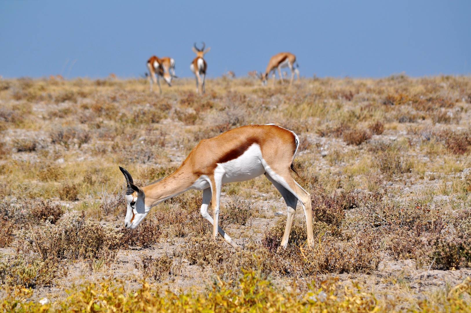 Parc national d'Etosha - Namibie