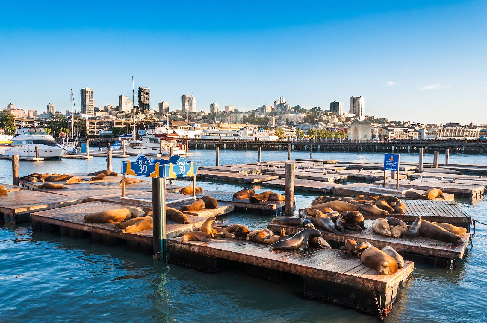 Les lions de mer de Fisherman's Wharf - San Francisco - Californie - États-Unis