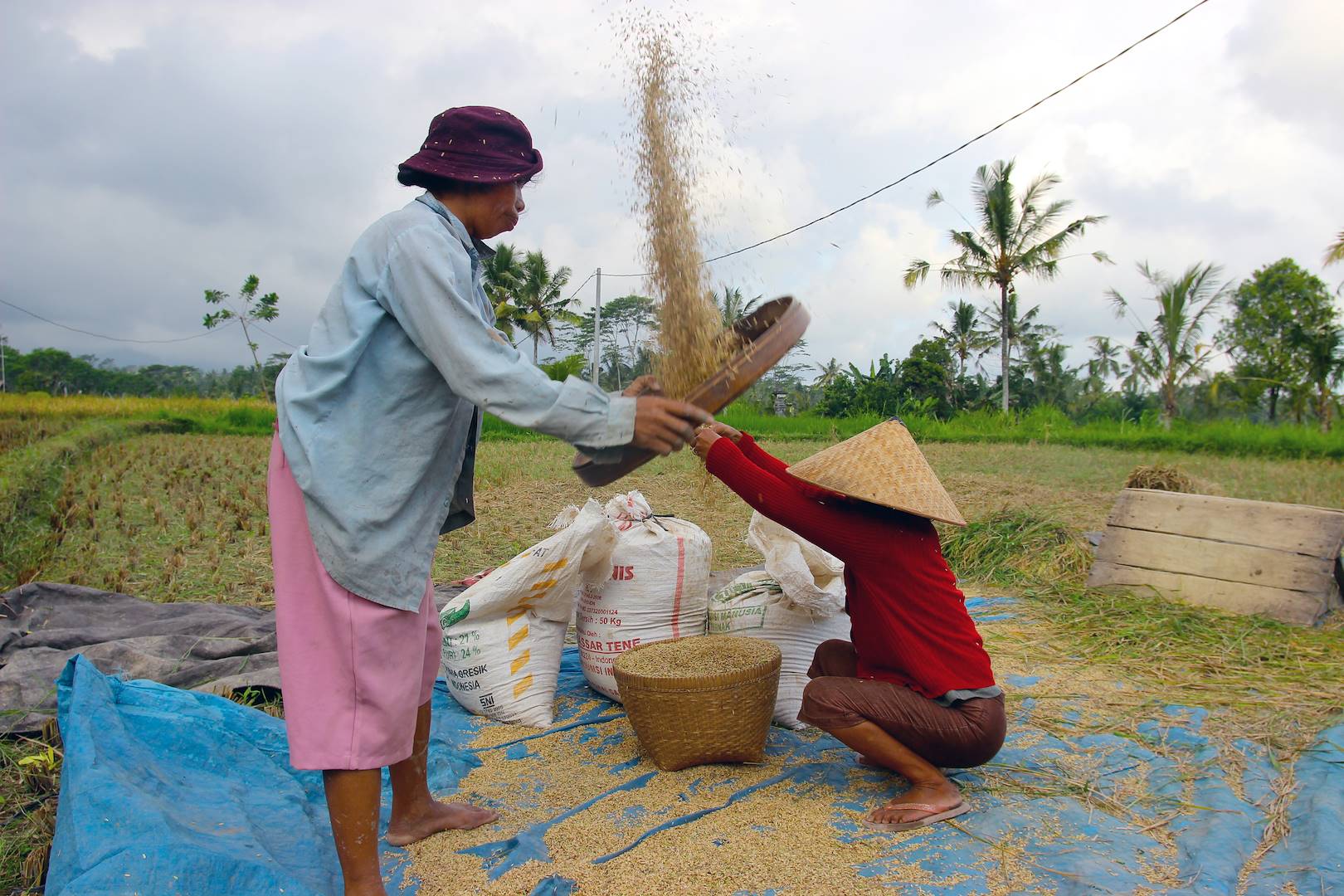 Récolte du riz - Undisan - Bali - Indonésie