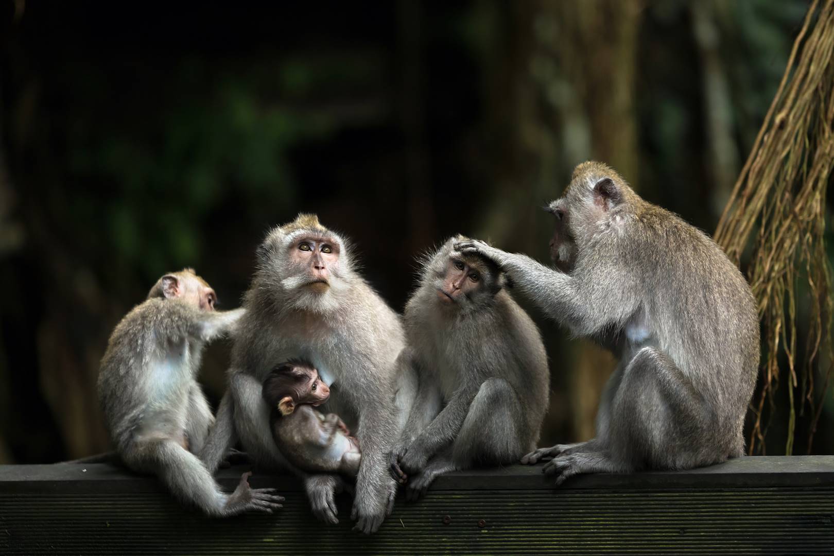 Forêt des singes d'Ubud - Bali - Indonésie