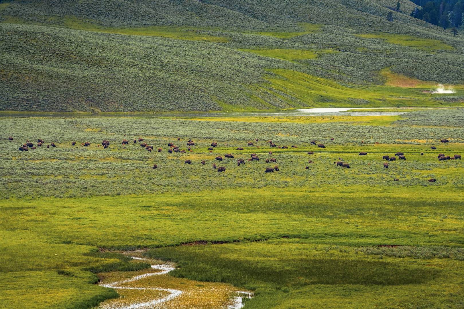 Bisons à Lamar Valley - Parc National de Yellowstone - Wyoming - Etats-Unis