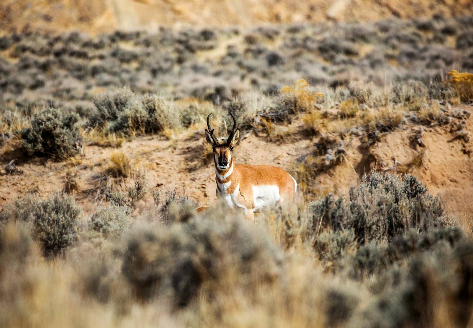 Antelope Island - Utah - Etats-Unis
