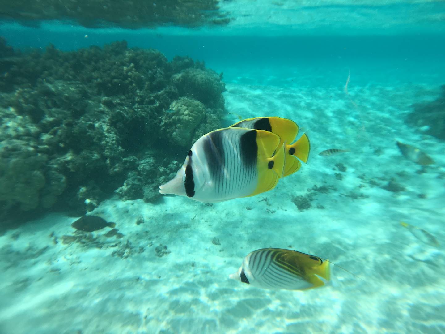 Snorkeling à Huahine - Polynésie française