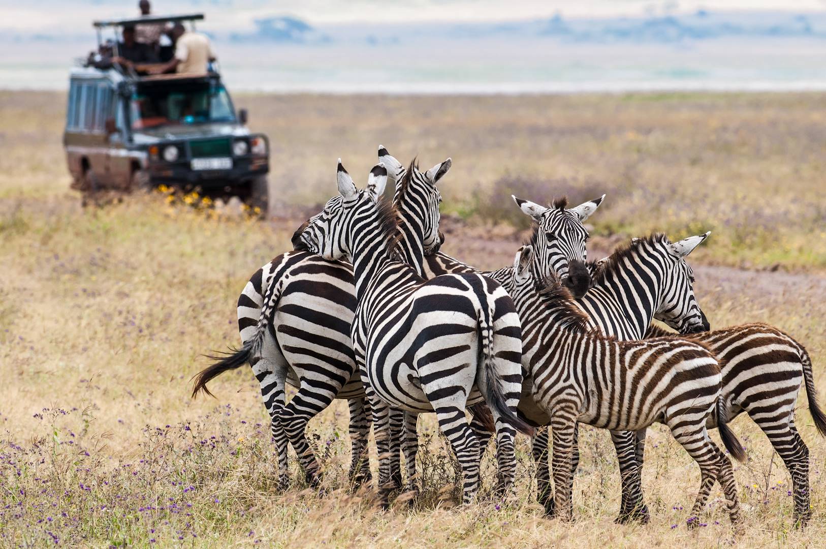 Troupeau de zèbres dans le parc Kruger - Afrique du Sud