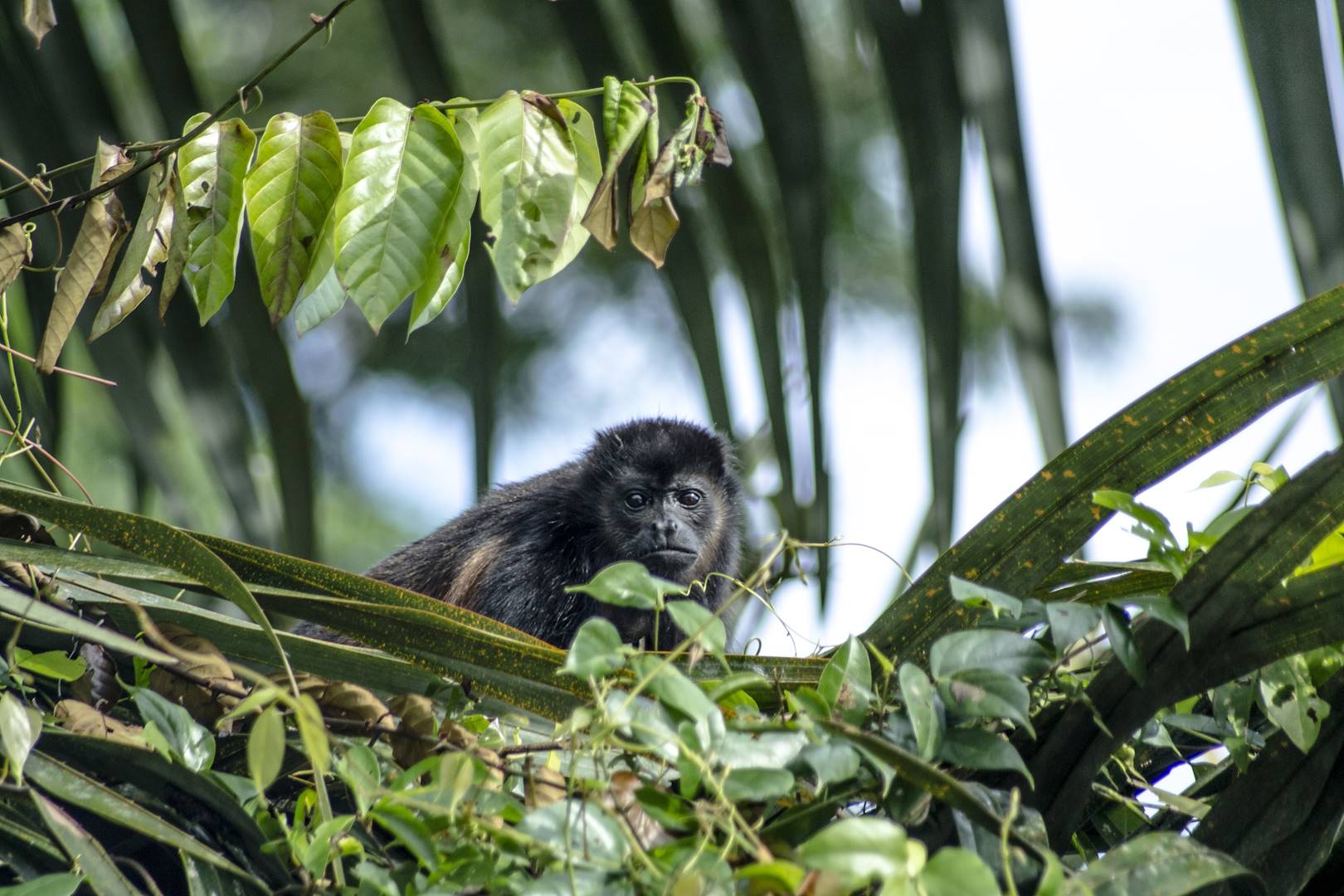 Petit primate dans la forêt tropicale - Costa Rica