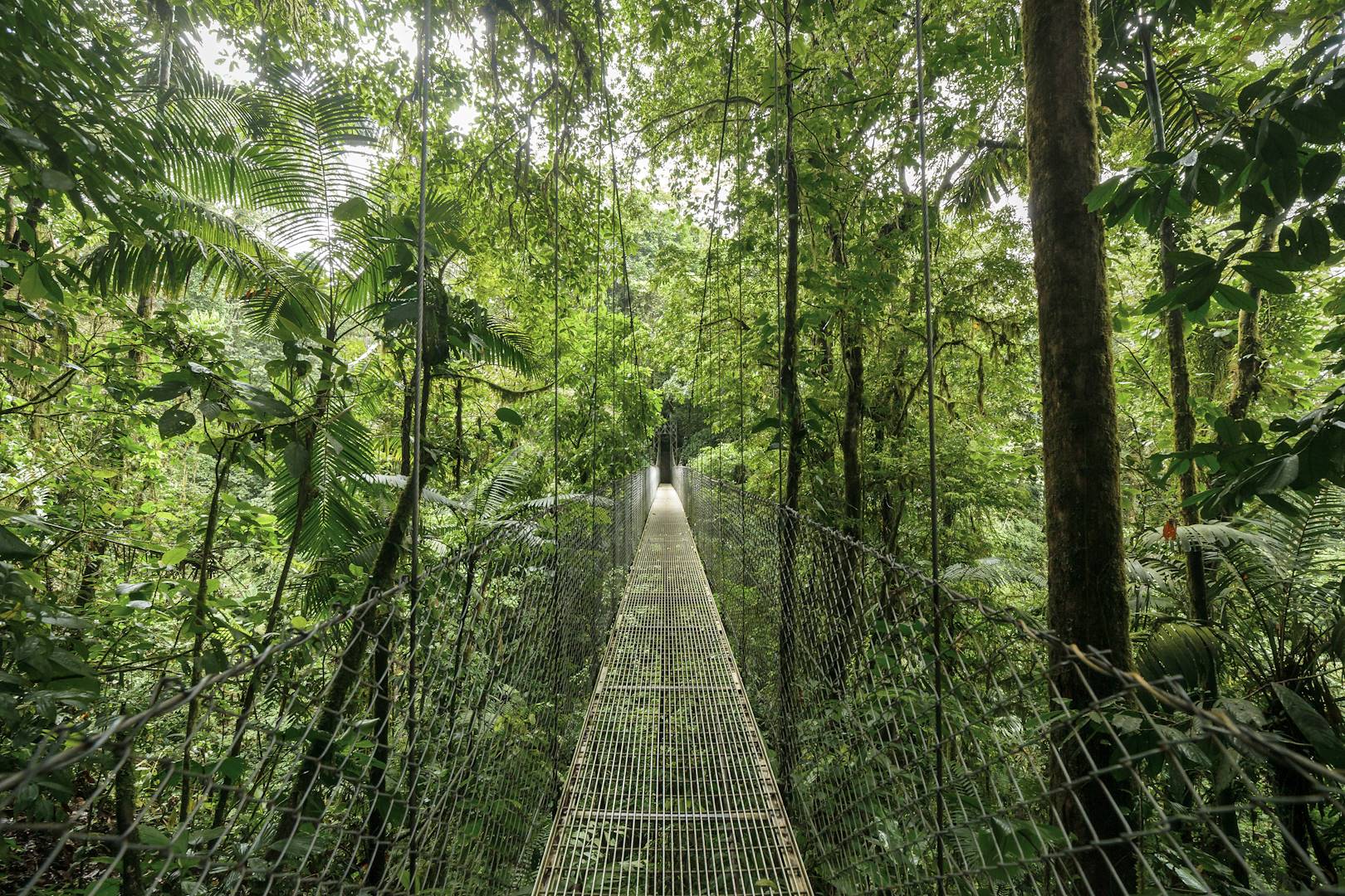 Pont suspendu à Monteverde - Costa Rica