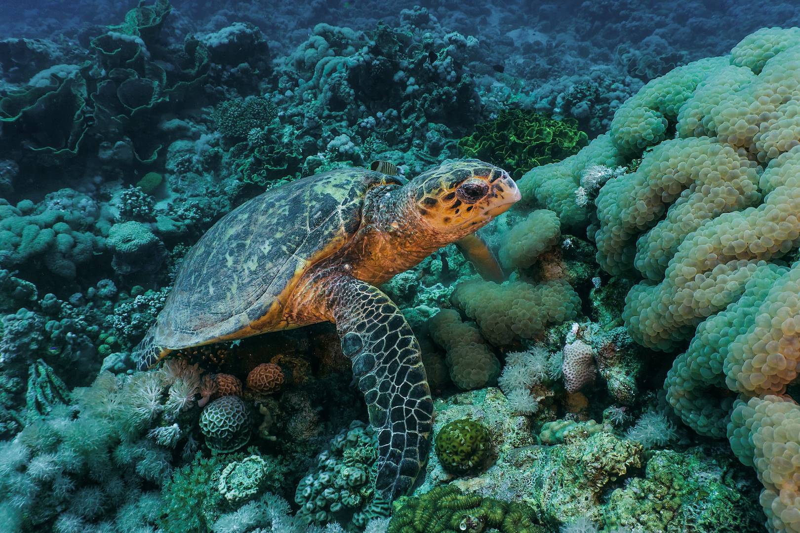 Plongée à Aqaba - Jordanie