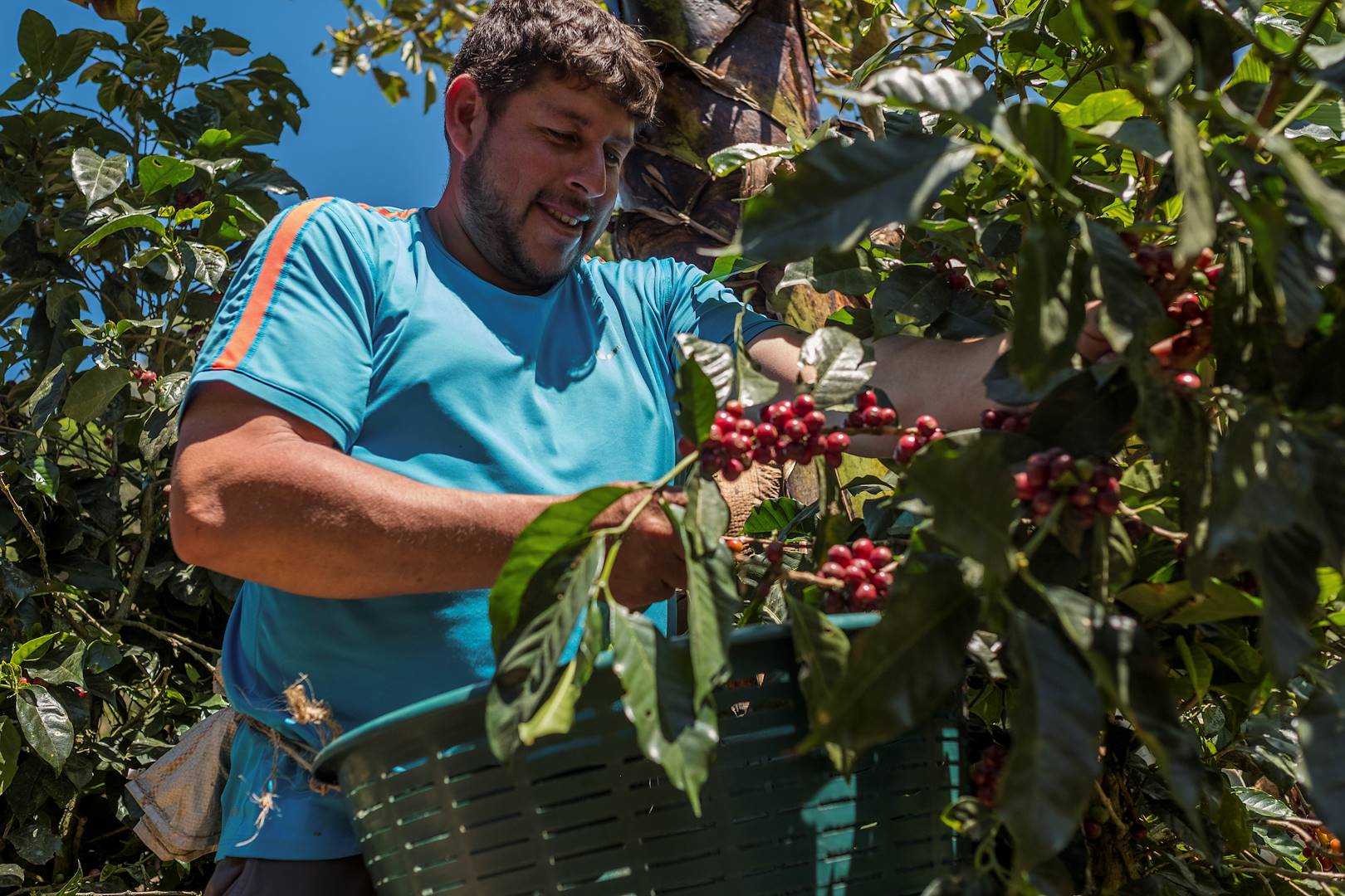 Découverte des plantations de café - Costa Rica