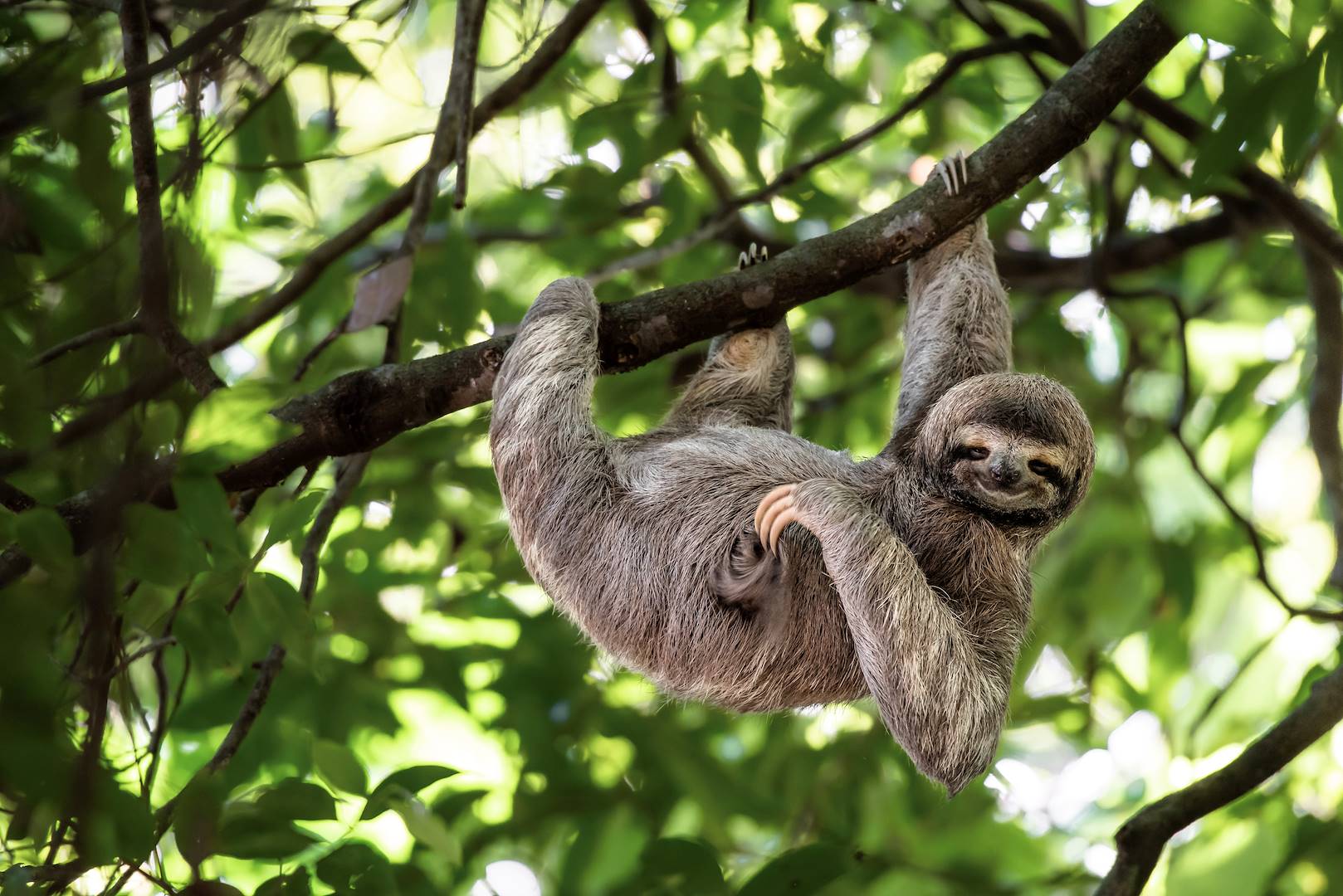 Paresseux - Costa Rica