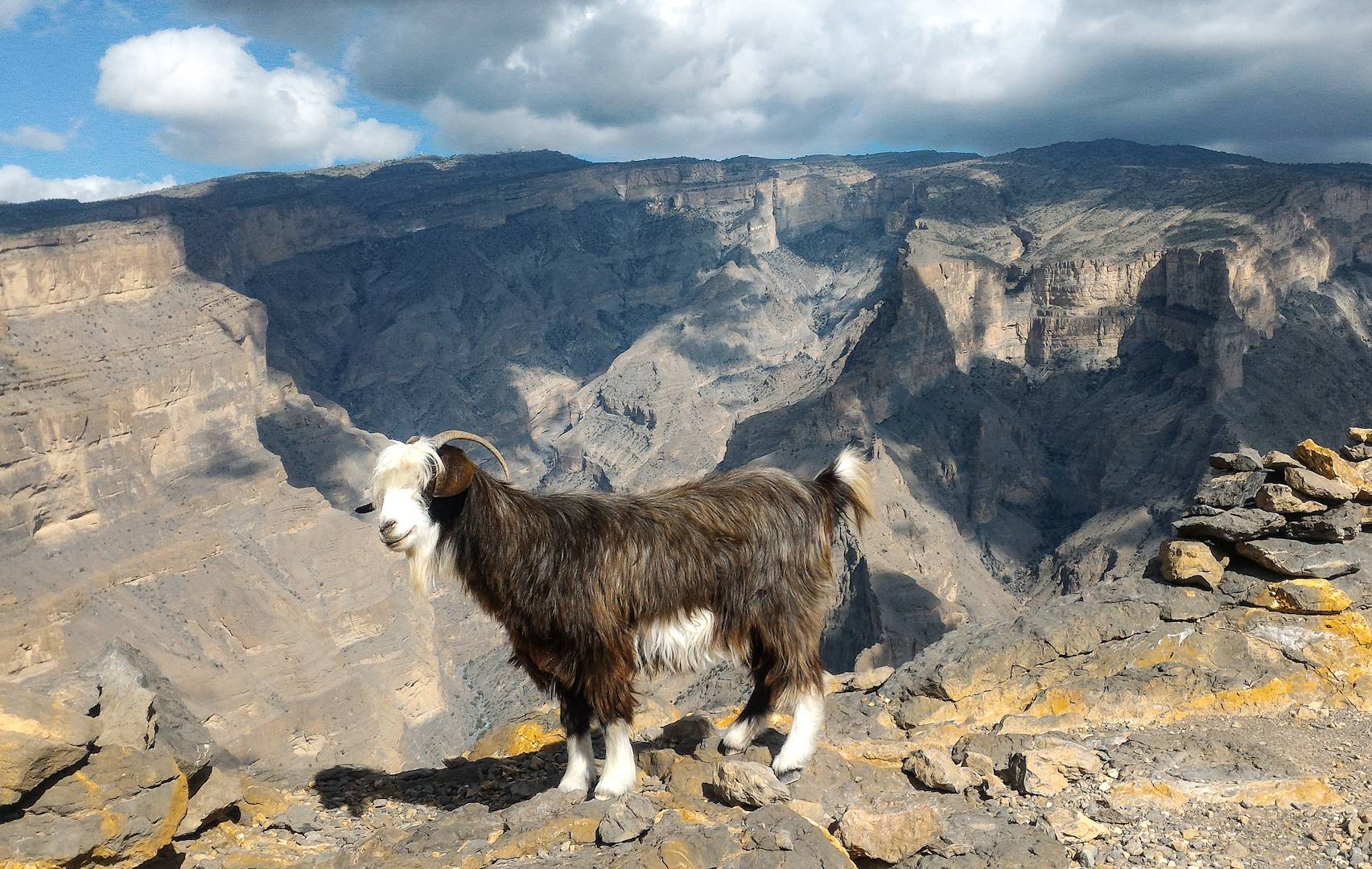 Chèvre devant le canyon de Jabal Shams - Oman