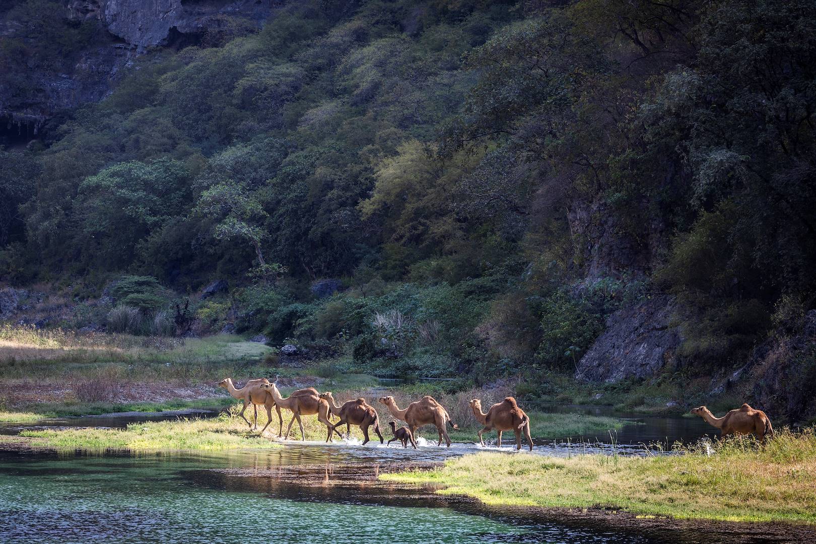 Dromadaires dans la vallée verte du Wadi Darbat - Oman