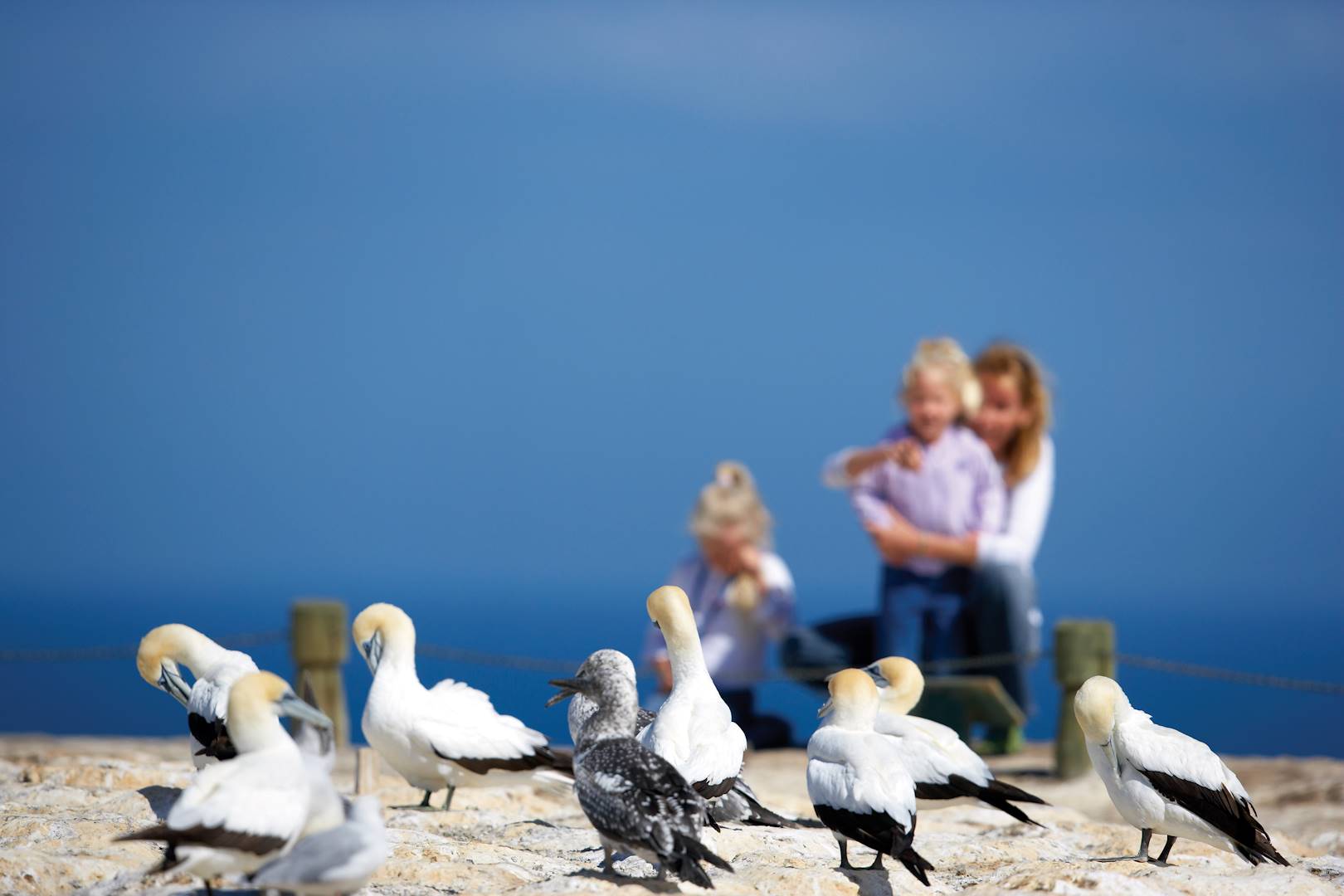 Cape Kidnappers - Nouvelle-Zélande