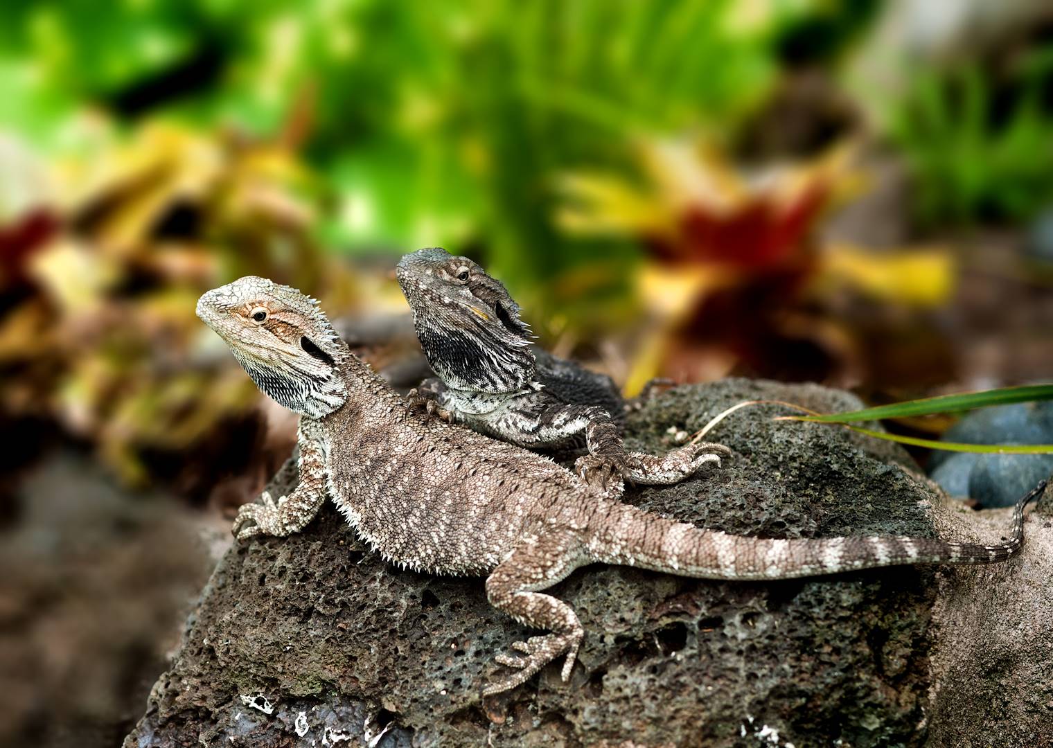 Lézard Tuatara - Nouvelle Zélande