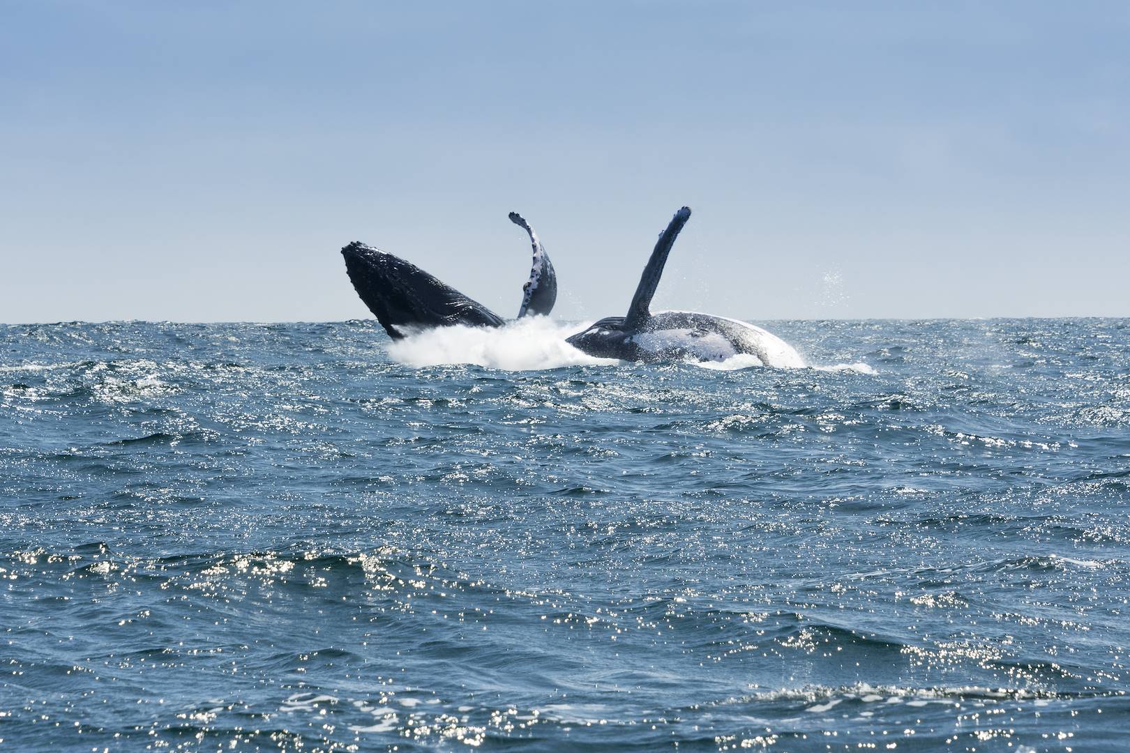 Vue de baleines - Kaikoura - Nouvelle Zélande