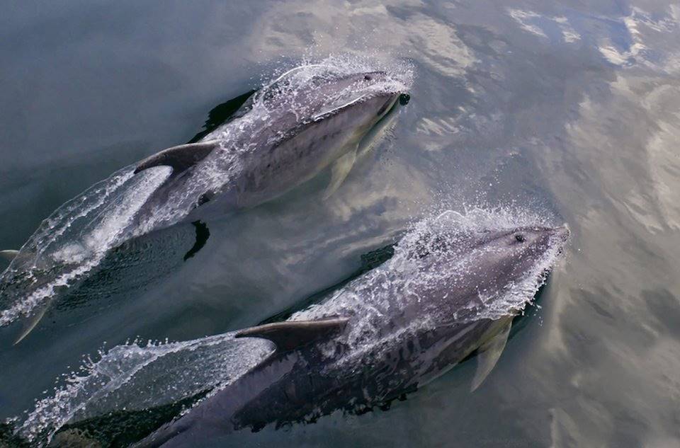 Dauphins près de Deep Cove - Doubtful Sound - Nouvelle Zélande
