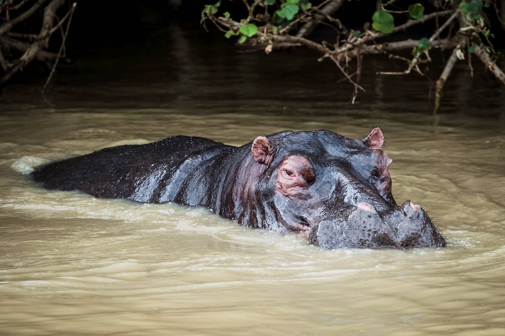 Rencontre avec les hippopotames du Zambèze - Zimbabwe