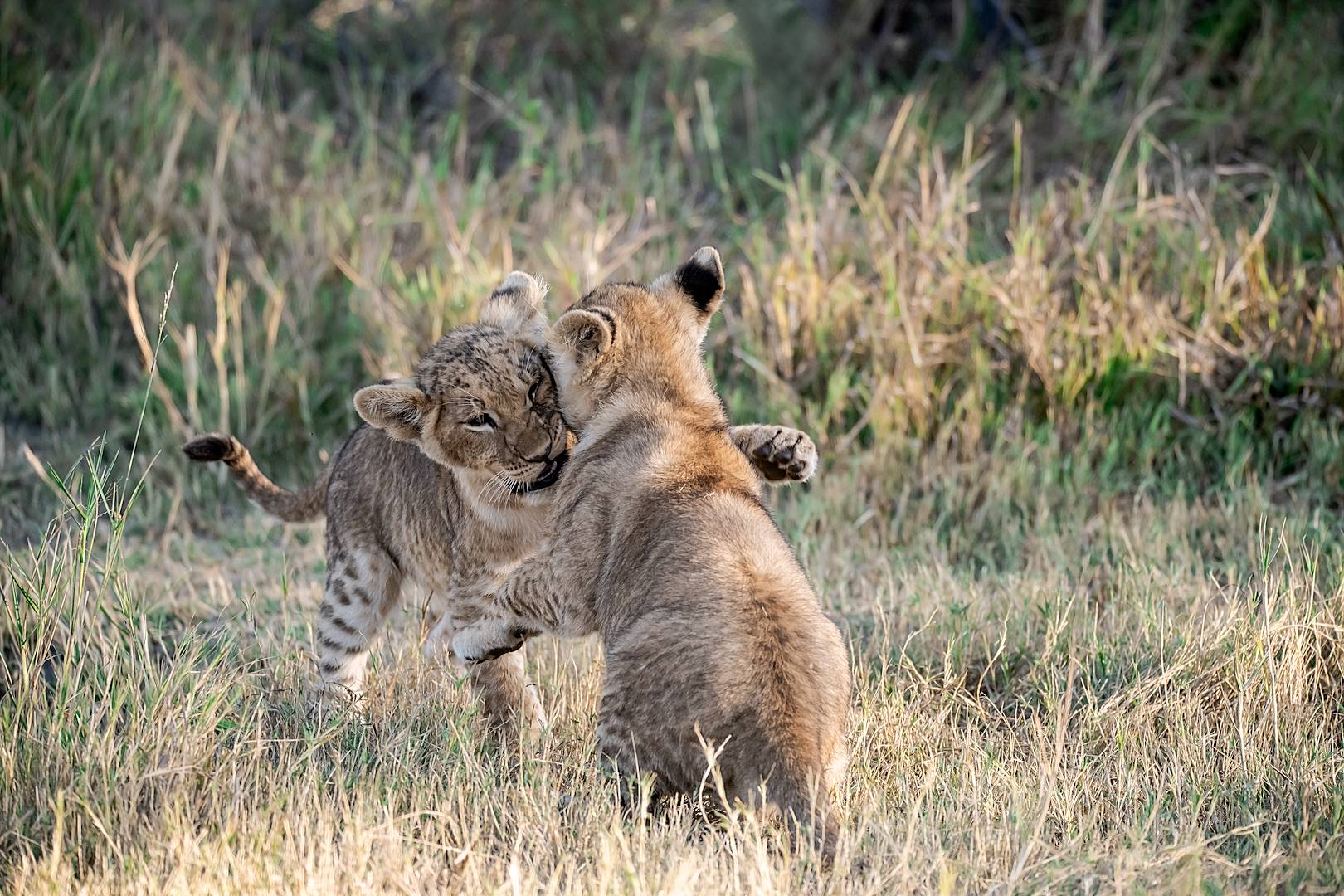Lionceaux jouant dans la réserve naturelle de Savuti - Botswana