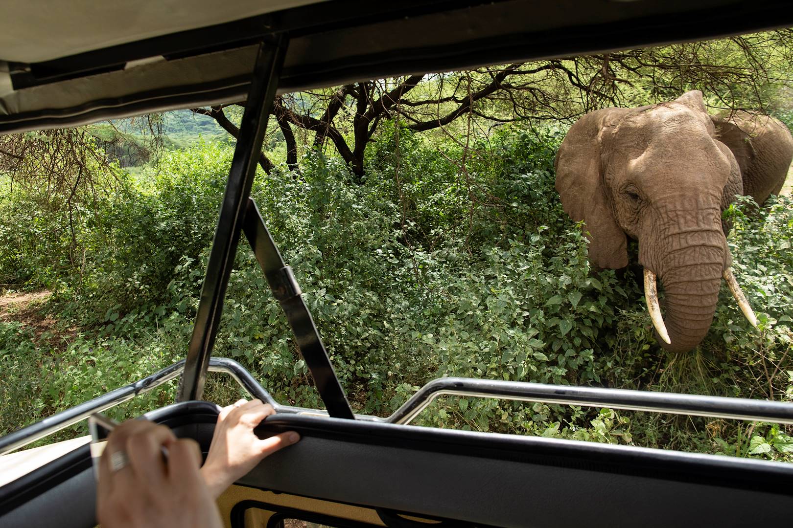 Rencontre avec les éléphants dans la concession de Khwai - Botswana