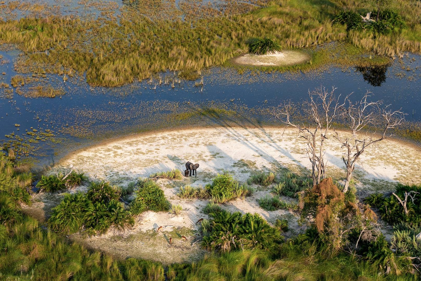 Eléphants sur les rives de l'Okavango - Botswana