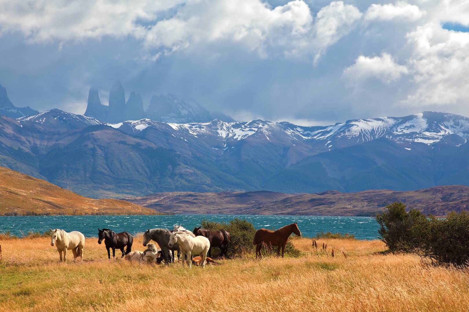 Chevaux devant le Lac Sarmiento - Parc Torres del Paine - Chili