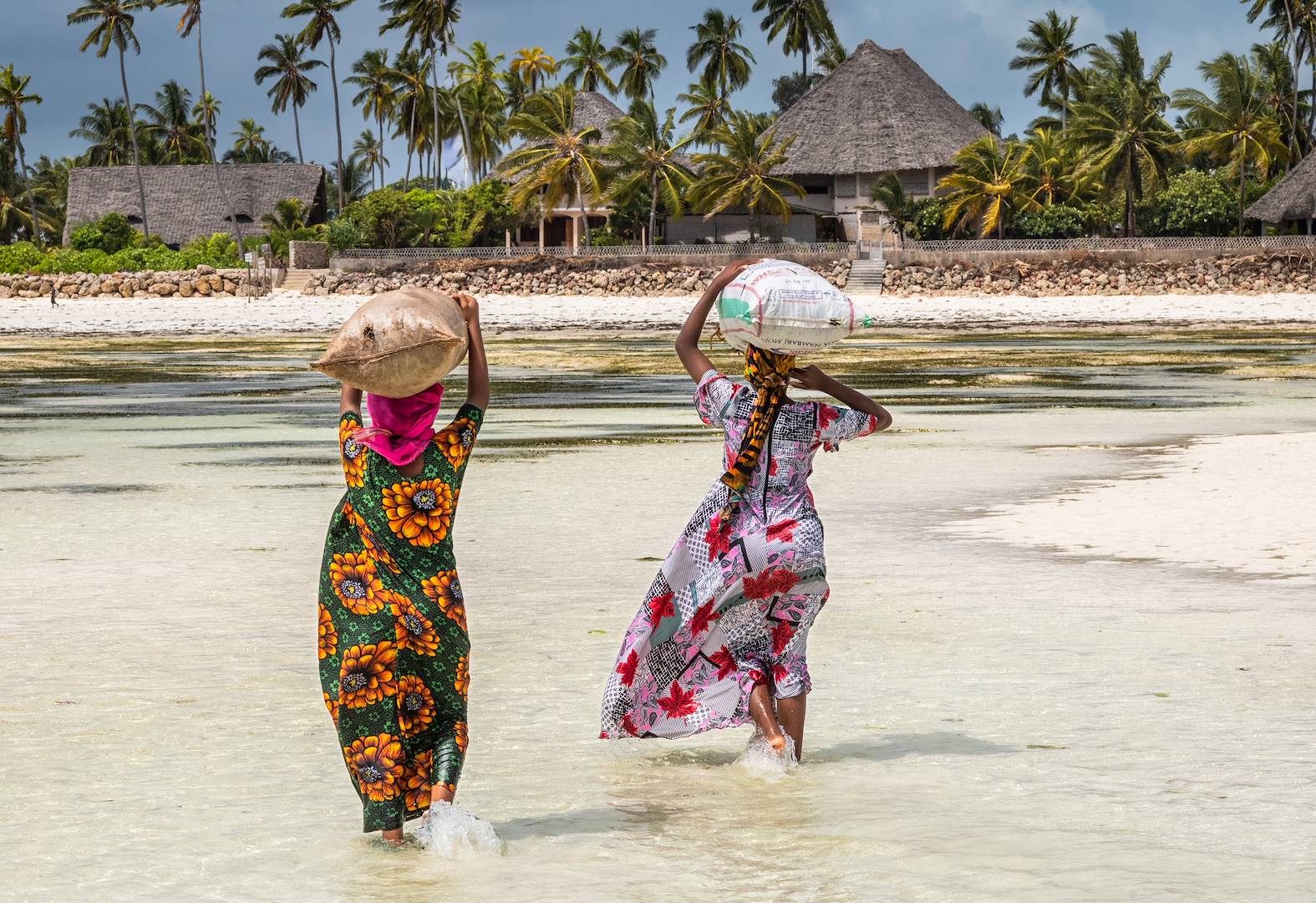 Culture des algues sur la plage de Jambiani - Zanzibar - Tanzanie