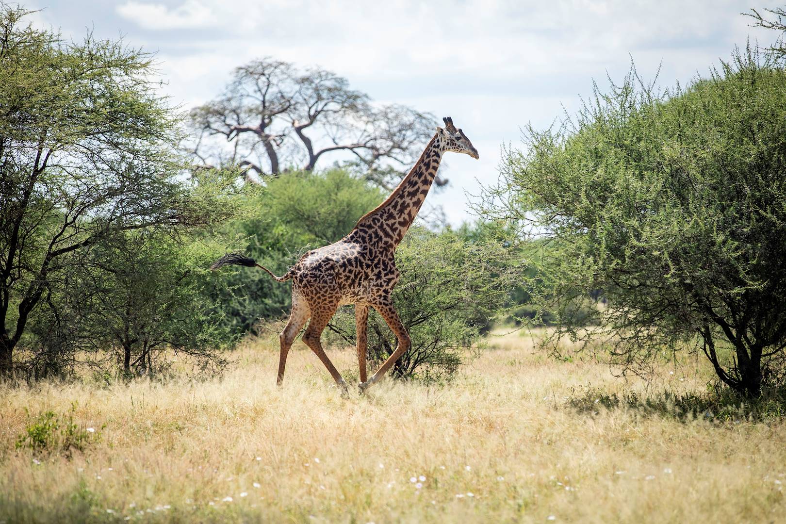 Girafe dans la réserve privée de Madikwe - Afrique du Sud