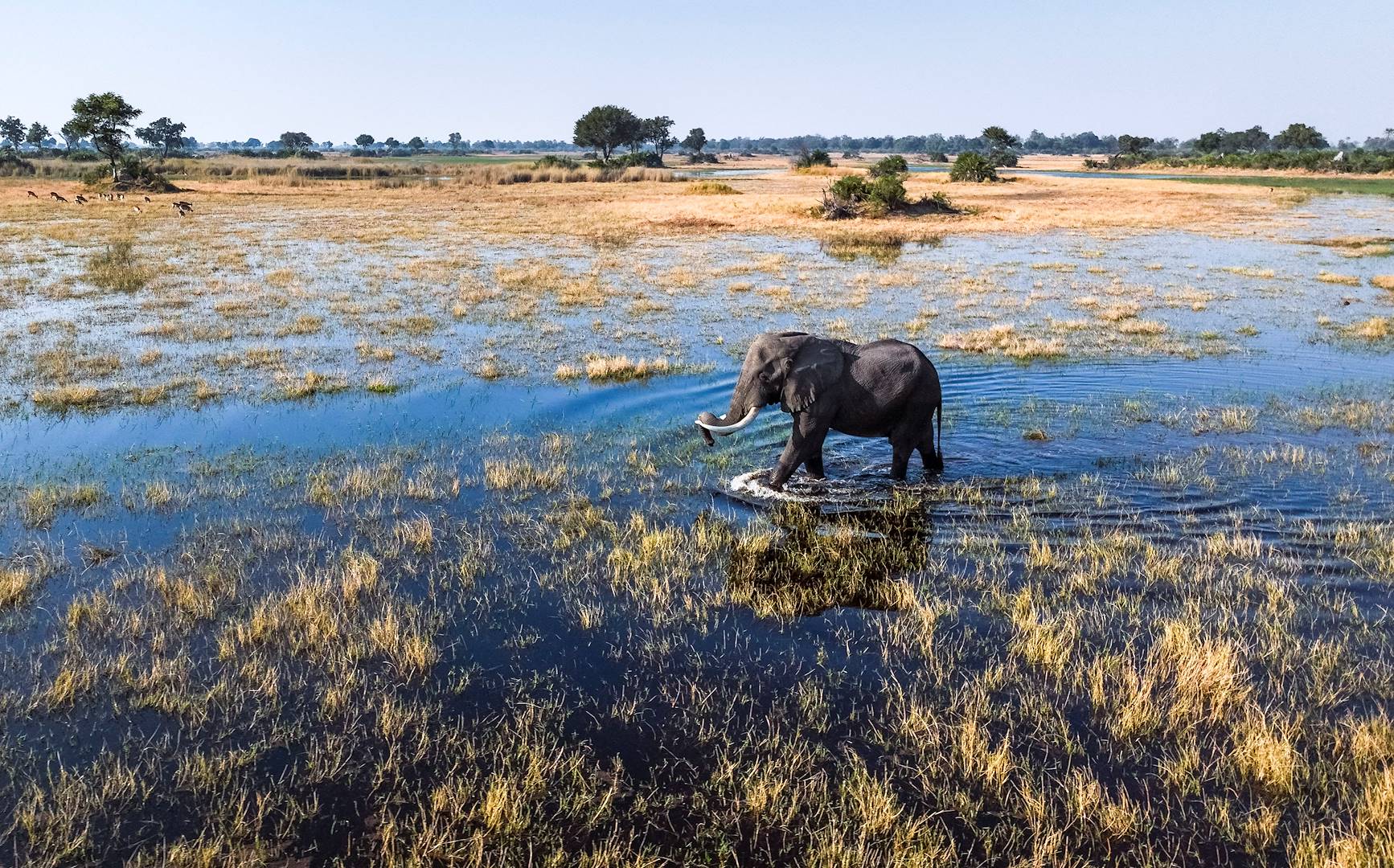 Eléphant marchant dans le Zambèze - Zimbabwe