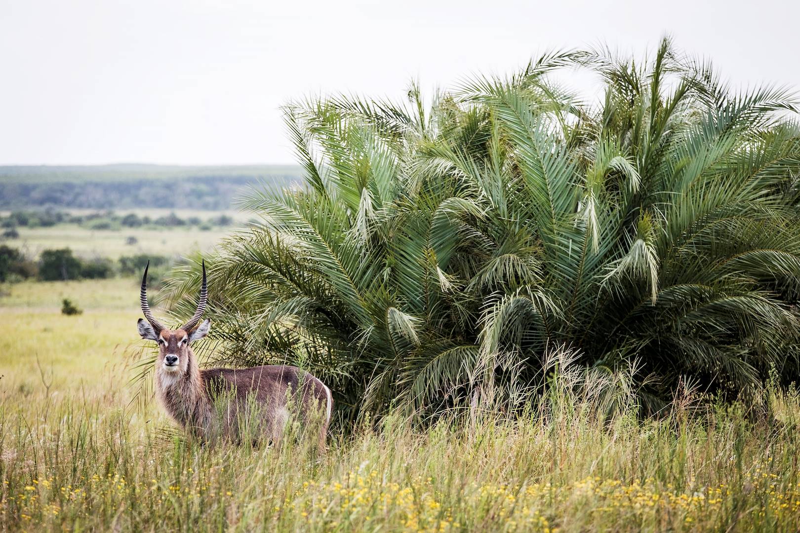 Cobe à croissant dans le parc de la zone humide d’iSimangaliso - Santa Lucia - KwaZulu-Natal - Afrique du Sud