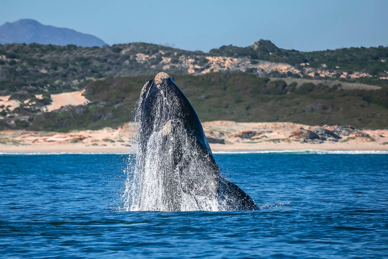Baleine dans la réserve naturelle De Hoop - Afrique du Sud