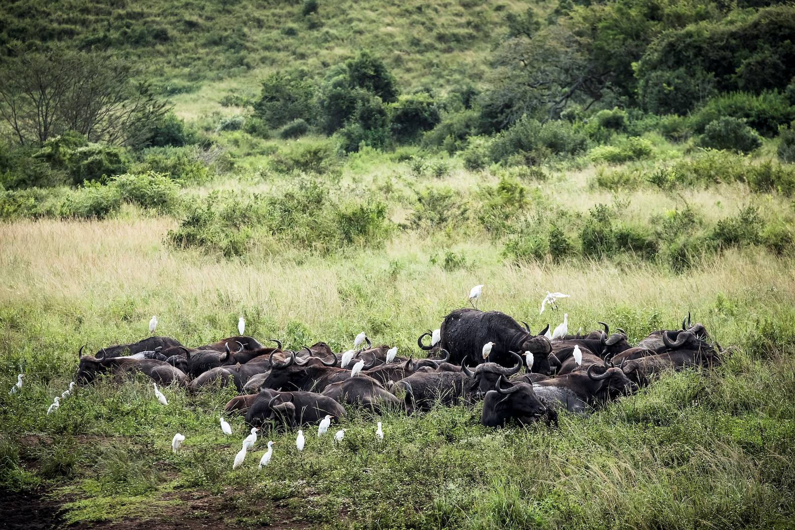 Buffles dans le parc national des Elephants d'Addo - Afrique du Sud